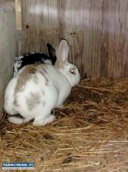 Króliki na sprzedaż - Obrazek 1