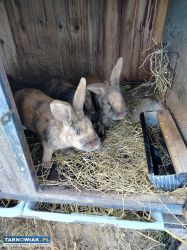 Króliki na sprzedaż - Obrazek 3