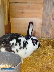 Króliki na sprzedaż - Obrazek 2