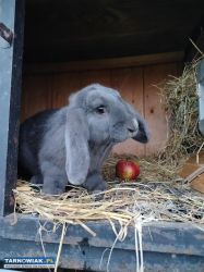 Króliki na sprzedaż - Obrazek 4