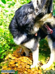 Piesek szuka domu - Obrazek 3