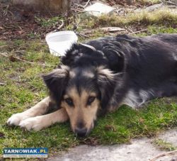 Piesek szuka domu - Obrazek 1