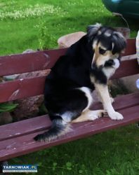 Piesek szuka domu - Obrazek 2