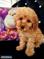 Sunia I chlopiec pudelki toy po tatusiu FCI - Obrazek 1