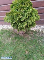 4 x tuje kule do ogrodu - Obrazek 1