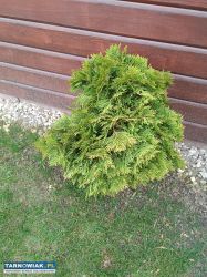 4 x tuje kule do ogrodu - Obrazek 2