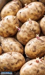 Ziemniaki sadzeniaki - Obrazek 1