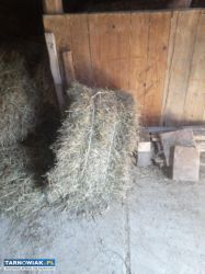 Siano w kostkach - Obrazek 2