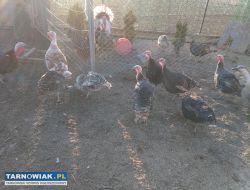 Sprzedam indyki staropolskie - Obrazek 1