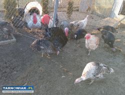 Sprzedam indyki staropolskie - Obrazek 2