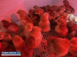 Piskleta Karmazyn Czerwony - Obrazek 1