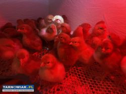 Piskleta Karmazyn Czerwony - Obrazek 2