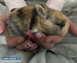 Sprzedam króliki miniaturki - Obrazek 1