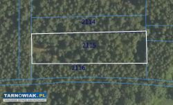 Działka rolna  27ar, sosna brzoza 30lat - Obrazek 1