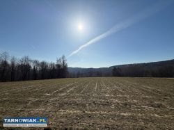 Działka siedliskowo-leśna - Obrazek 1