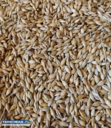 Sprzedam Jęczmień - Obrazek 1