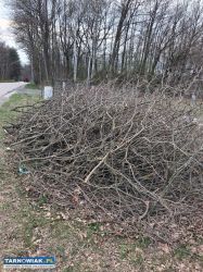 Oddam gałęzie darmo - Obrazek 2