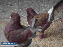 sprzedam gołebie - Obrazek 1