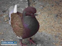 sprzedam gołebie - Obrazek 2