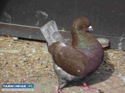 sprzedam gołebie - Obrazek 3