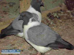 sprzedam gołębie - Obrazek 1