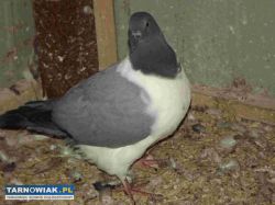 sprzedam gołębie - Obrazek 4
