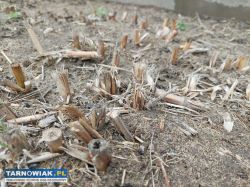 miskant chiński olbrzymi - sadzonka 5zł, karpa 19z - Obrazek 1