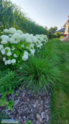 miskant chiński olbrzymi - sadzonka 5zł, karpa 19z - Obrazek 3