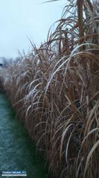 miskant chiński olbrzymi - sadzonka 5zł, karpa 19z - Obrazek 4