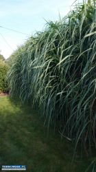 miskant chiński olbrzymi - sadzonka 5zł, karpa 19z - Obrazek 2