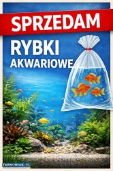 Sprzedam rybki - Obrazek 1