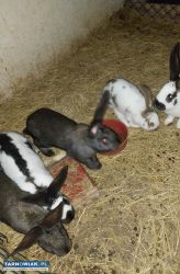 Sprzedam króliki - Obrazek 1