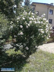 Sadzonki krzewu Hibiskus - Obrazek 1