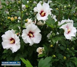 Sadzonki krzewu Hibiskus - Obrazek 2