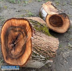 Pniaki orzecha włoskiego - Obrazek 1