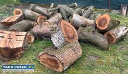 Pniaki orzecha włoskiego - Obrazek 2