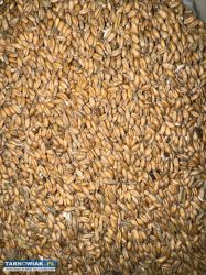 Pszenica z domieszką pszenżyta - Obrazek 1