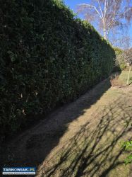 Usługi ogrodnicze - Obrazek 4