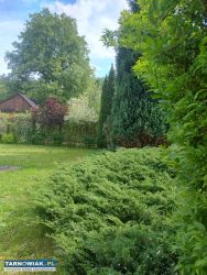 Działka ROD - Obrazek 2