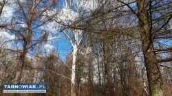 Działka Leśna  miejsce na relaks i wypoczynek - Obrazek 4