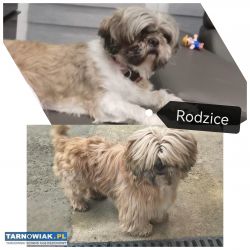 Shih tzu - Obrazek 1