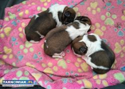 Shih tzu - Obrazek 2