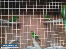 Papugi Modrolotki kozie - Obrazek 1