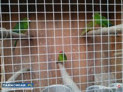 Papugi Modrolotki kozie - Obrazek 2