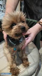 Yorkshire terrier miniaturka  Reproduktor - Obrazek 1