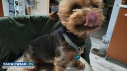 Yorkshire terrier miniaturka  Reproduktor - Obrazek 2