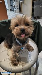 Yorkshire terrier miniaturka  Reproduktor - Obrazek 3