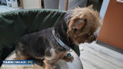 Yorkshire terrier miniaturka  Reproduktor - Obrazek 4
