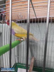 Zeberki amadyny zebrowate samce - Obrazek 3