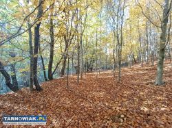 Sprzedał działkę  2,49ha w Tuchowie - Obrazek 4